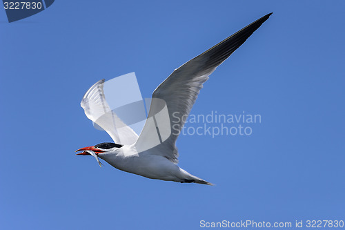 Image of caspian tern, hydroprogne caspian, california