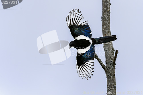 Image of european magpie, pica pica
