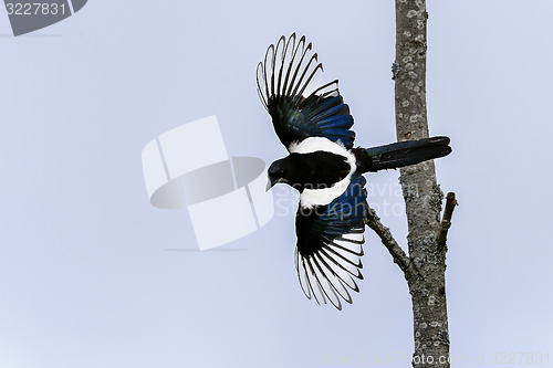 Image of european magpie, pica pica