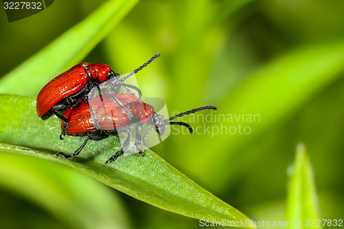 Image of scarlet lily, lilioceris lilii