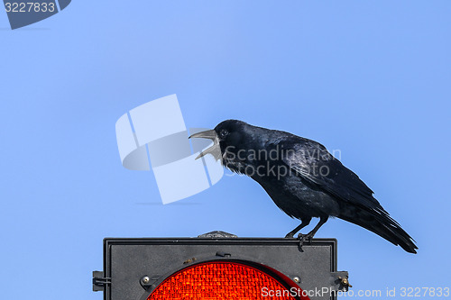 Image of boat-tailed grackle,  quiscalus major