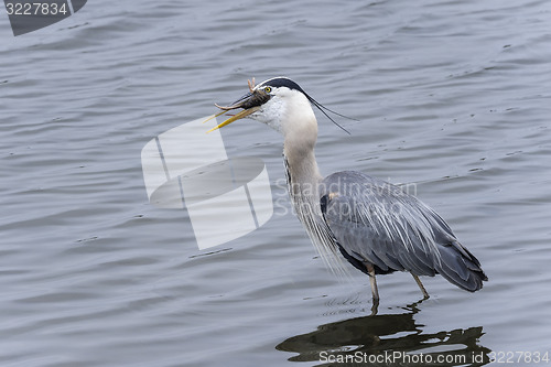 Image of great blue heron, ardea herodias, california