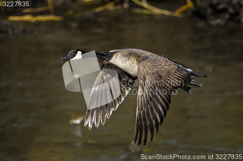 Image of canada goose, branta canadensis