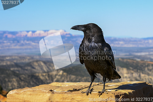 Image of common raven