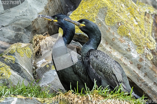 Image of european shag, phalacrocorax aristotelis