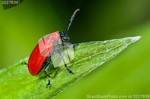 Image of scarlet lily, lilioceris lilii