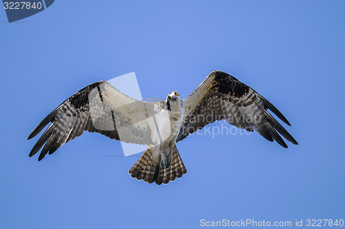 Image of osprey, pandion haliaetus