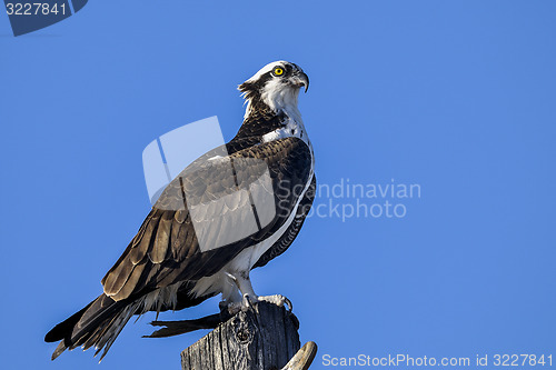 Image of osprey, pandion haliaetus