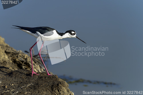 Image of black-necked stilt, don edwards nwr, ca