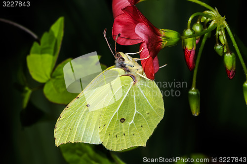 Image of brimstone, gonepteryx rhamni