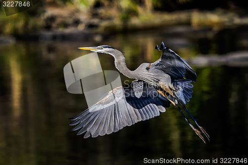 Image of great blue heron, ardea herodias