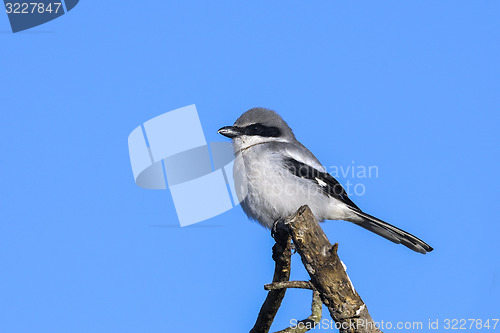 Image of lanius ludovicianus, loggerhead shrike