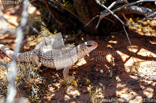 Image of desert iguana, valley of fire, nv