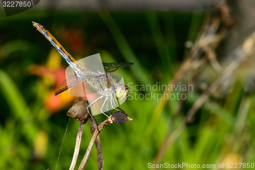 Image of sympetrum vulgatum, vagrant darter