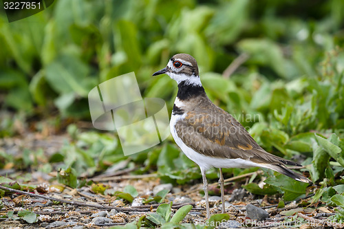 Image of charadrius vociferus, killdeer