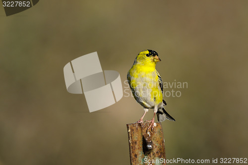 Image of carduelis tristis, american goldfinch