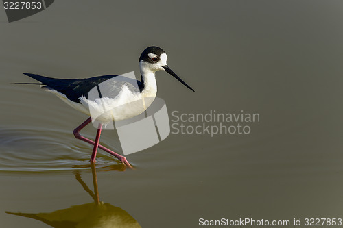 Image of black-necked stilt, don edwards nwr, ca