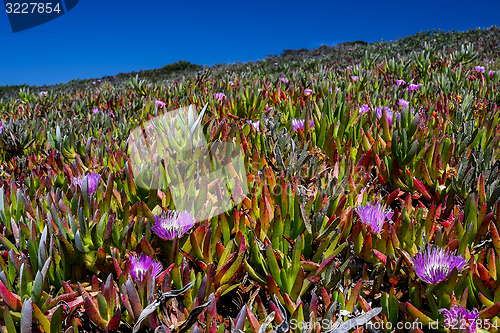 Image of carpobrotus chilensis, sea fig