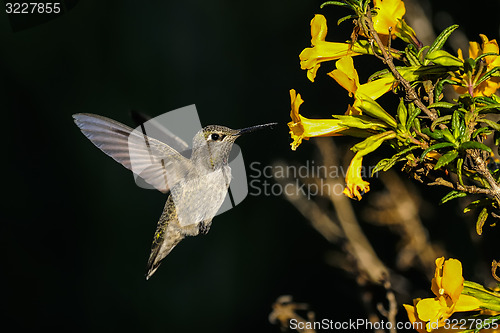 Image of anna\'s hummingbird, calypte anna