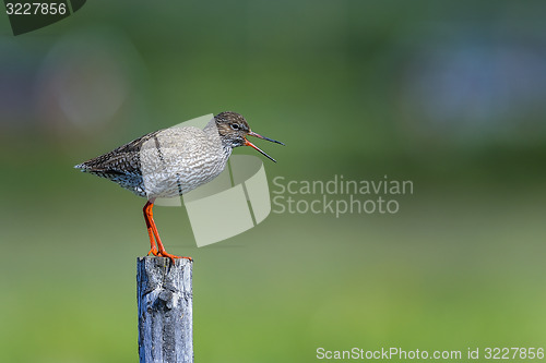 Image of common redshank, tringa totanus