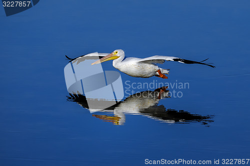 Image of american white pelican, pelecanus erythrorhynchos