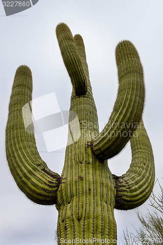 Image of saguaros at saguaro national park, az