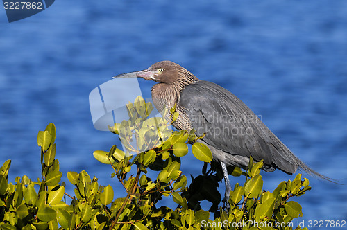 Image of reddish egret,  egretta rufescens