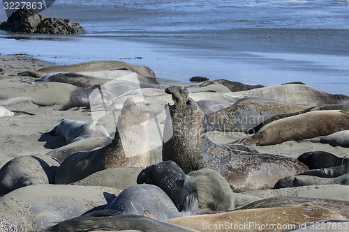 Image of northern elephant seal, california