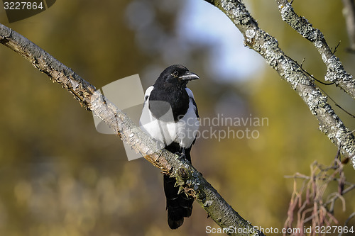 Image of european magpie, pica pica