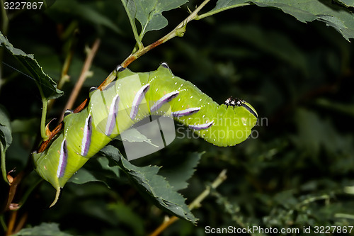 Image of privet hawk moth, espoo