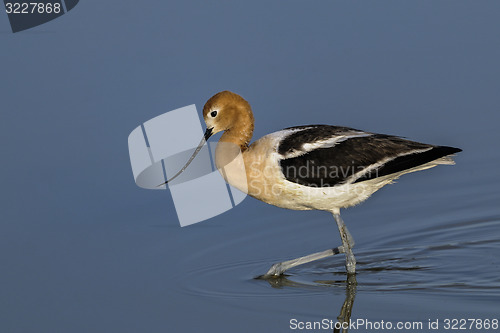 Image of american avocet, recurvirostra americana