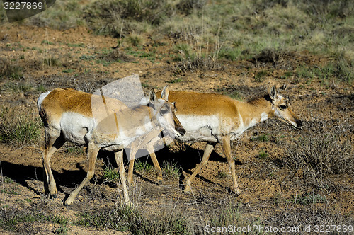 Image of pronghorn, ut