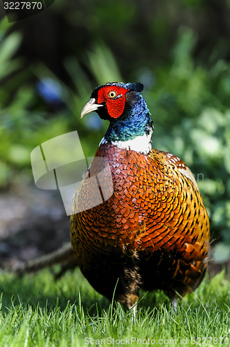 Image of common pheasant, phasianus colchicus