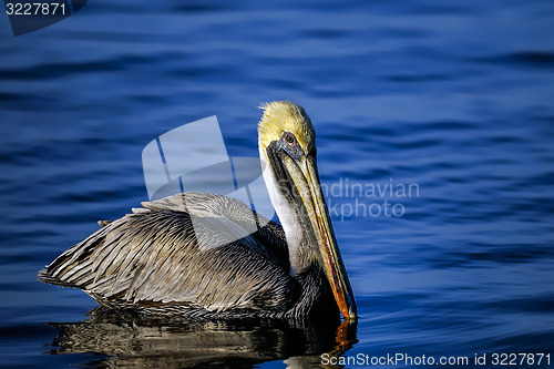 Image of brown pelican, pelecanus occidentalis