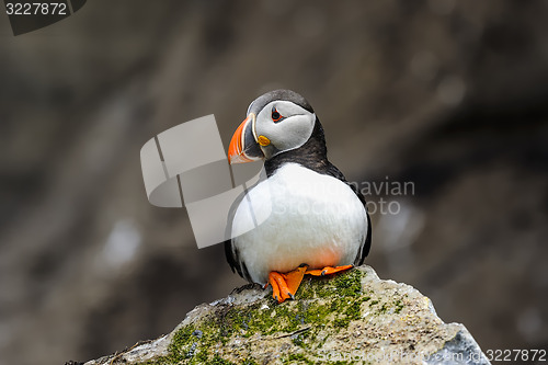 Image of atlantic puffin, fratercula arctica