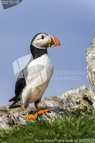 Image of atlantic puffin, fratercula arctica