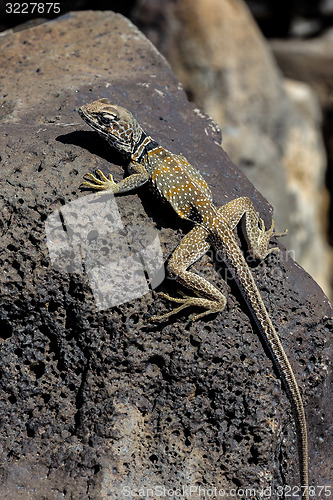 Image of great basin collared lizard, crotaphytus bicinctores, death vall