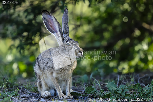 Image of black-tailed jackrabbit, lepus californicus