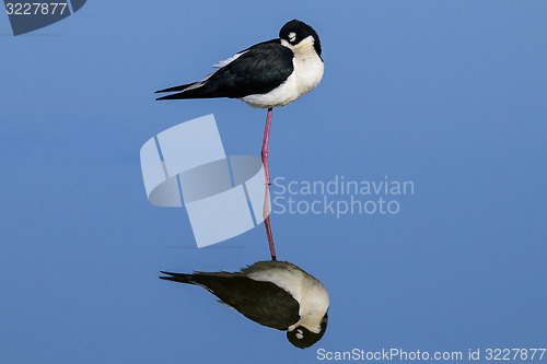 Image of black-necked stilt, himantopus himantopus mexicanus