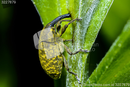 Image of larinus sturnus, weevil