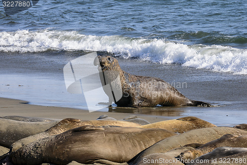 Image of northern elephant seal, california