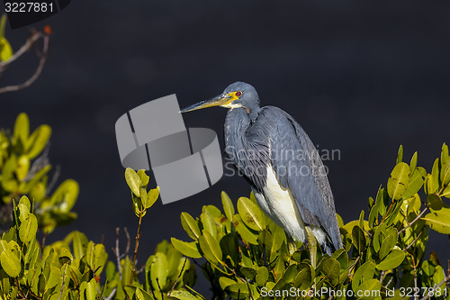 Image of egretta tricolored, louisiana heron, tricolored heron