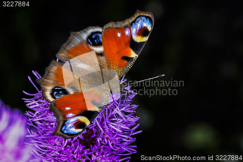 Image of peacock, inachis io