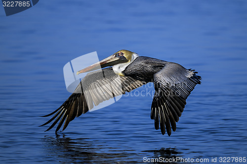 Image of brown pelican, pelecanus occidentalis