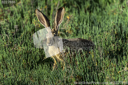 Image of black-tailed jackrabbit, don edwards nwr, ca