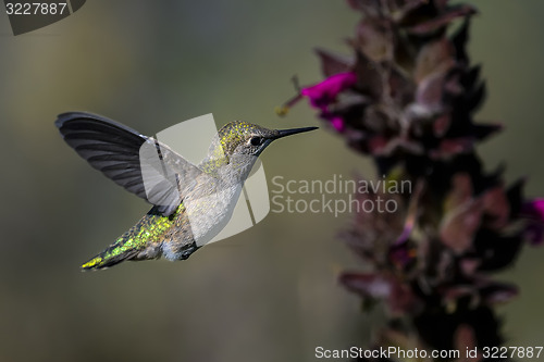 Image of anna\'s hummingbird, calypte anna