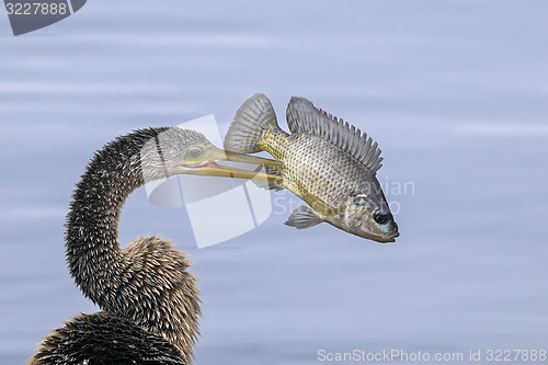 Image of anhinga, anhinga anhinga, water turkey