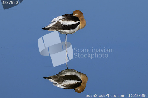 Image of american avocet, recurvirostra americana