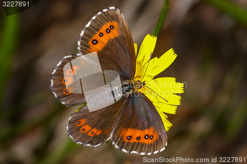 Image of arran brown, erebia ligea