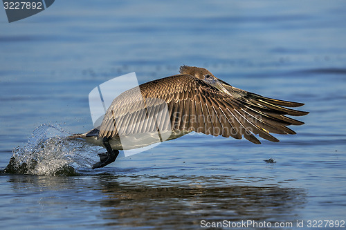 Image of brown pelican, pelecanus occidentalis